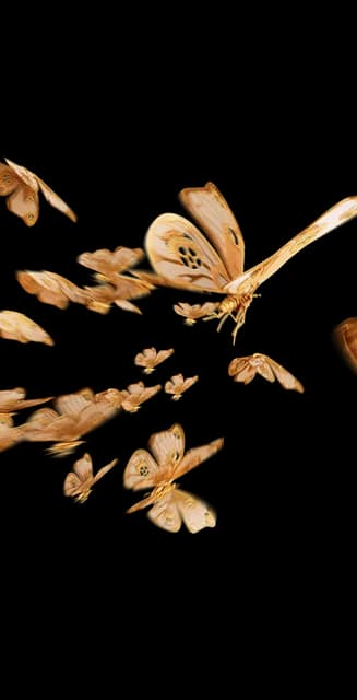 Clockwork Butterflies Avatar Decoration