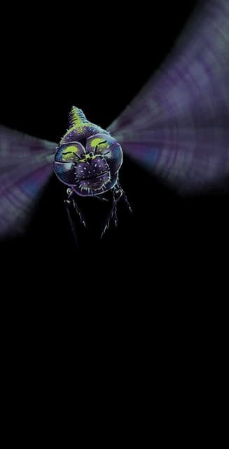 Dragonfly Profile Effect